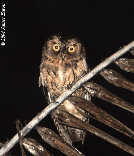 Sangihe Scops-Owl - James Eaton