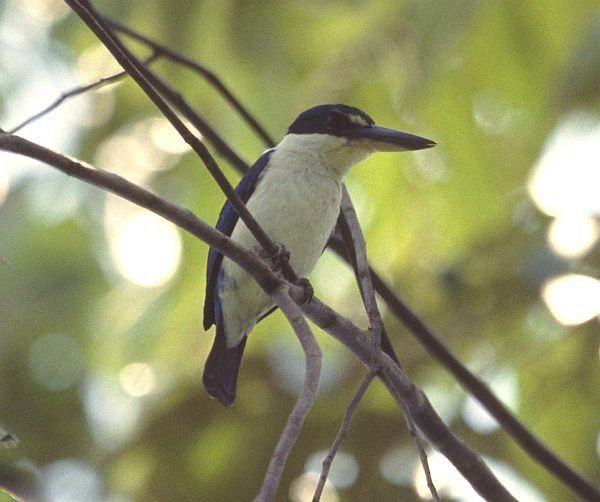 Talaud Kingfisher - ML730022