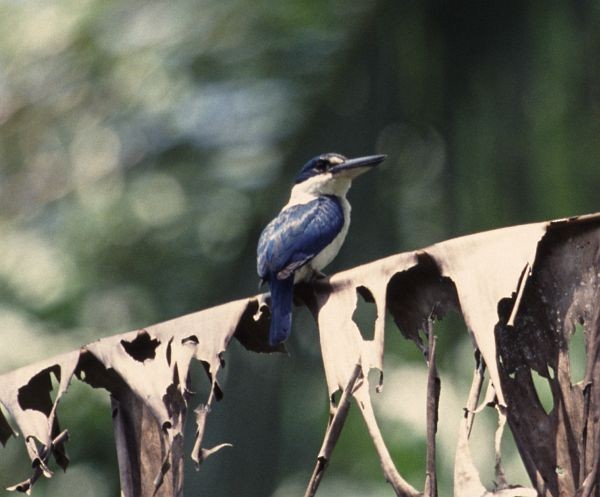 Talaud Kingfisher - ML730023