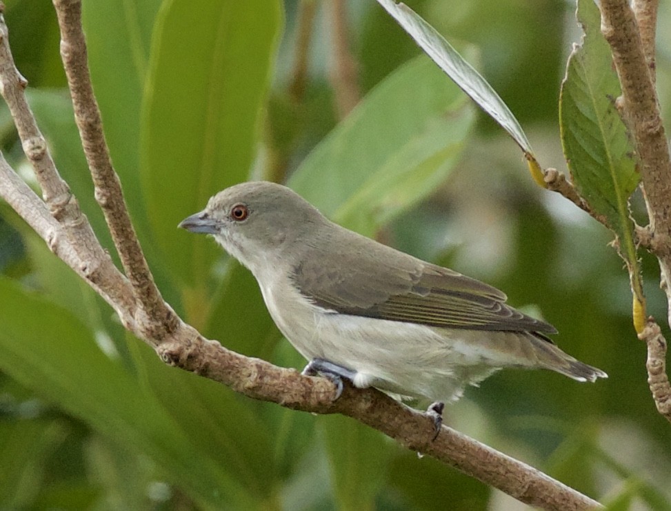 Thick-billed Flowerpecker - ML73002721