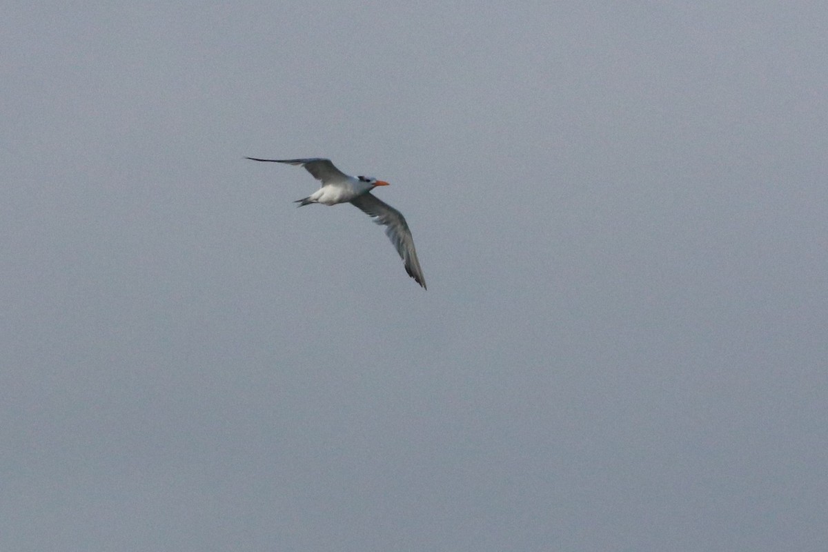 Royal Tern - ML73003741