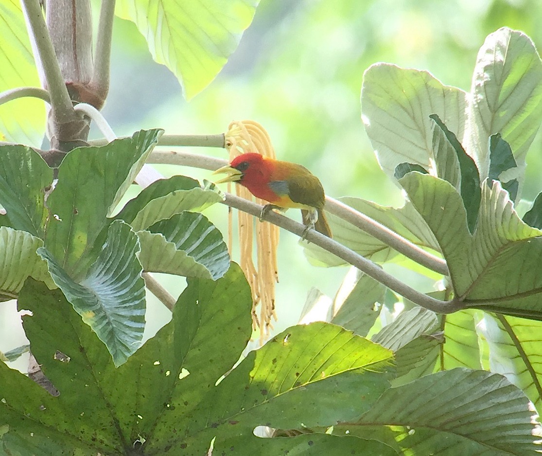 Scarlet-hooded Barbet - David Stejskal