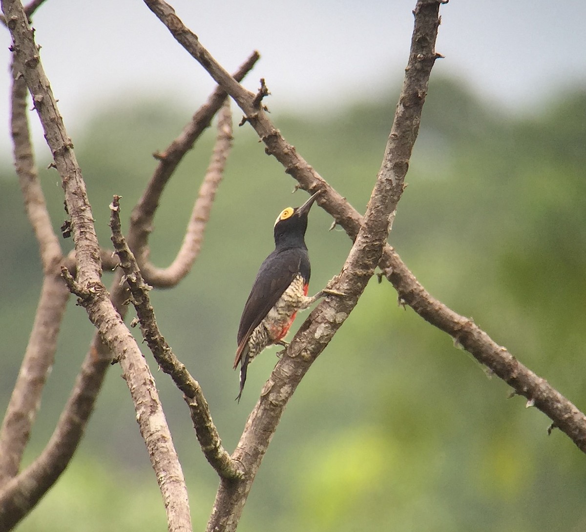 Yellow-tufted Woodpecker - ML73005241