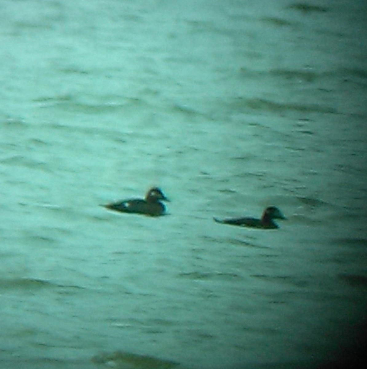 White-winged Scoter - ML73005331