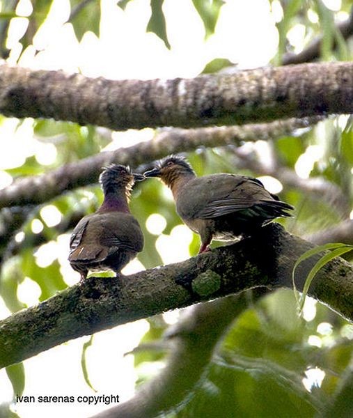 Tawitawi Brown-Dove - ML730058