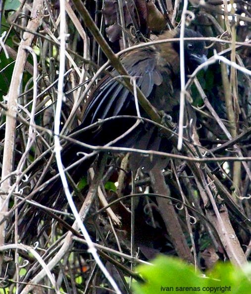 Black-hooded Coucal - ML730059
