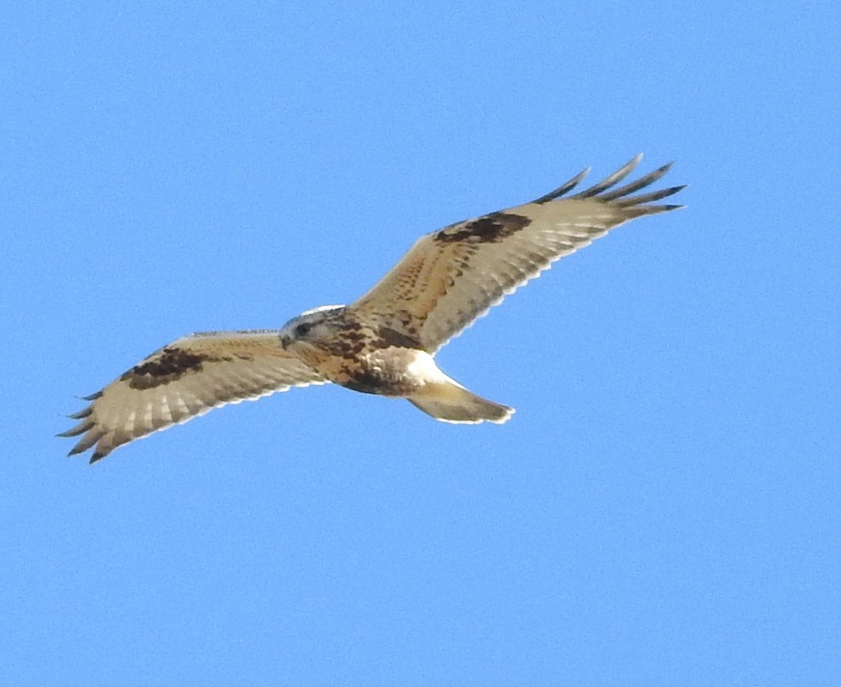 Rough-legged Hawk - ML73007061