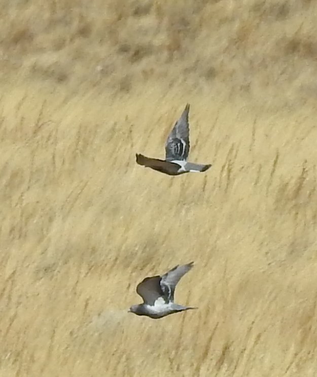 Rock Pigeon (Feral Pigeon) - ML73007111