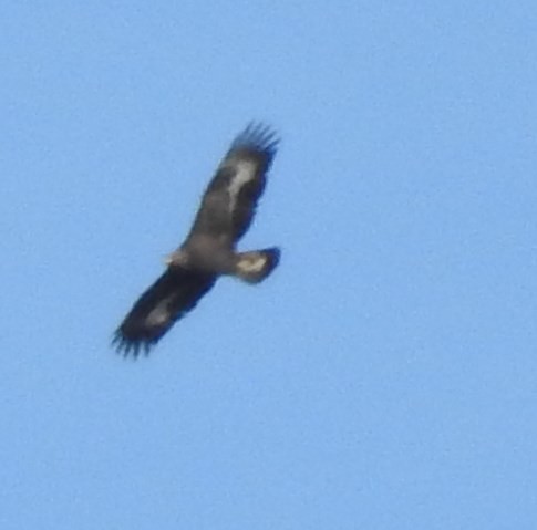 Golden Eagle - ML73007201