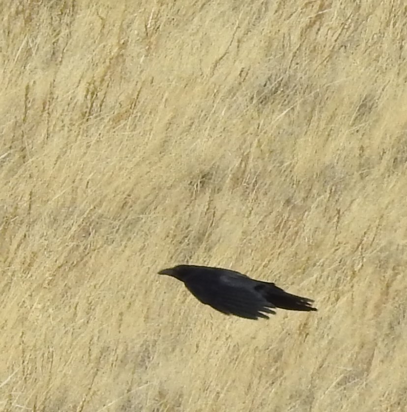 American Crow - ML73007251