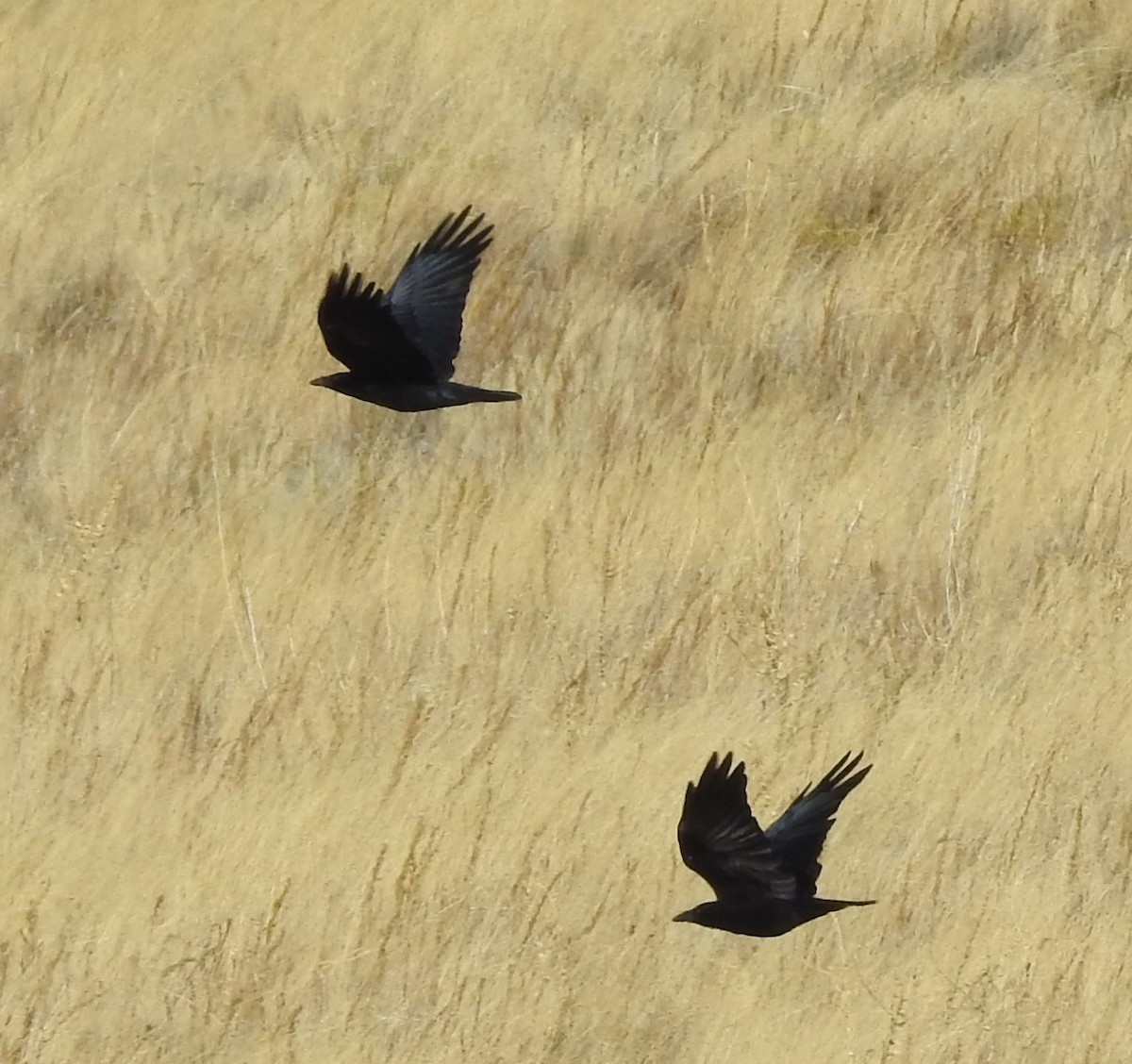 American Crow - ML73007261