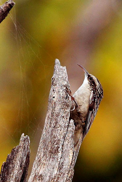 Bar-tailed Treecreeper - ML730079