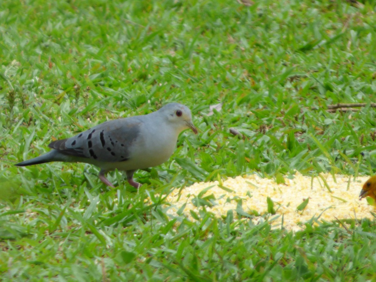 Blue Ground Dove - ML73007961