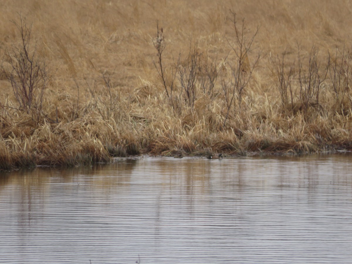 Blue-winged Teal - Carter Dorscht