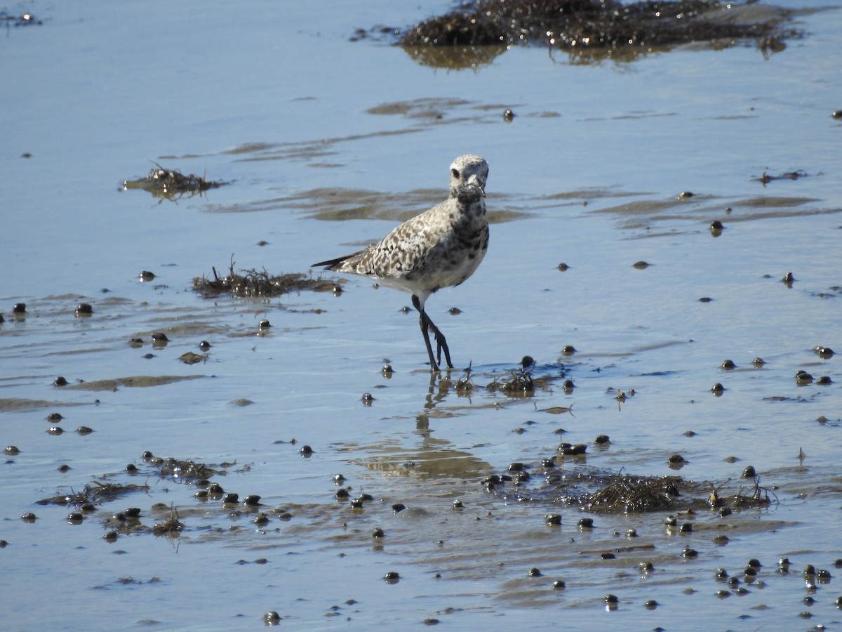 Black-bellied Plover - Charles Donnelly