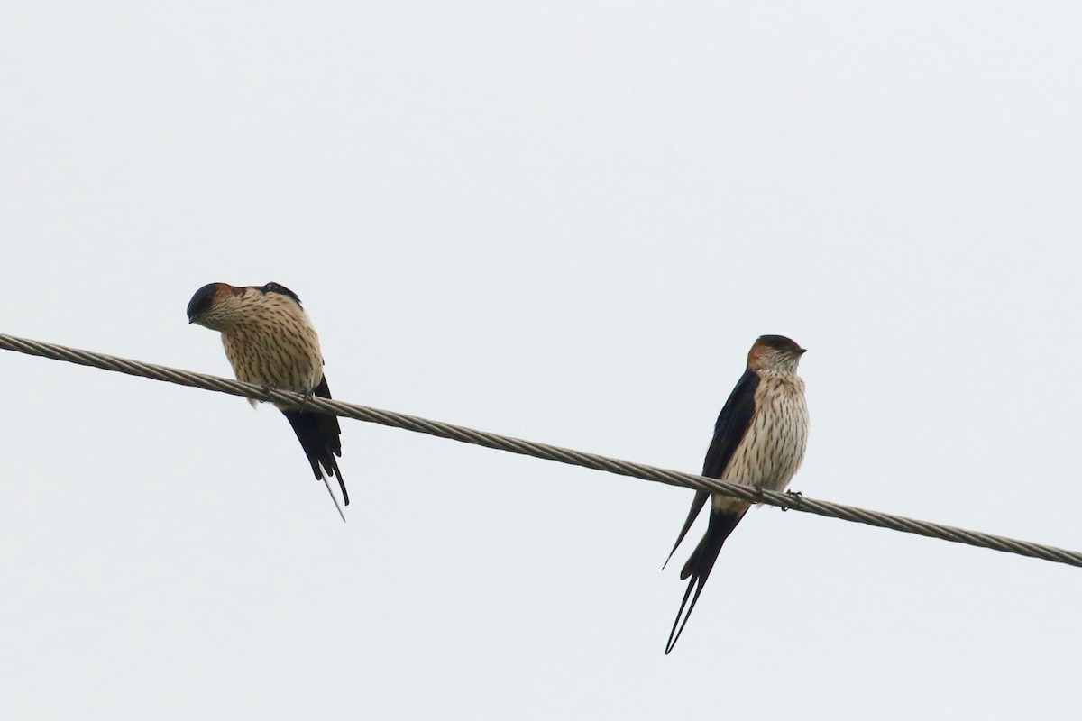 Striated Swallow - ML73011251