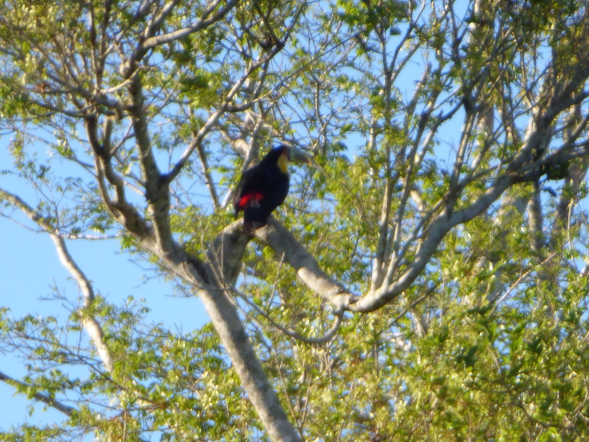 Red-breasted Toucan - ML73011711