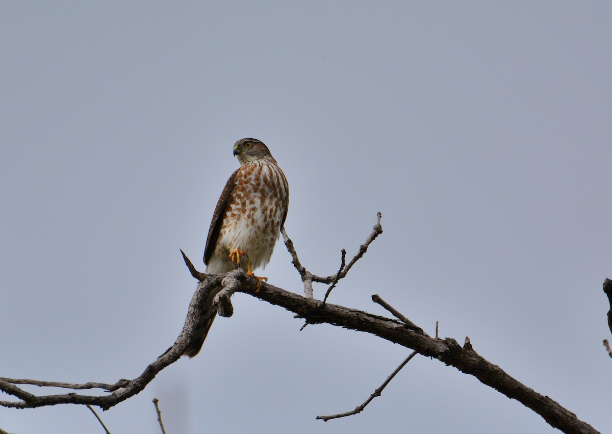 Sharp-shinned Hawk (White-breasted) - Carlos Quezada