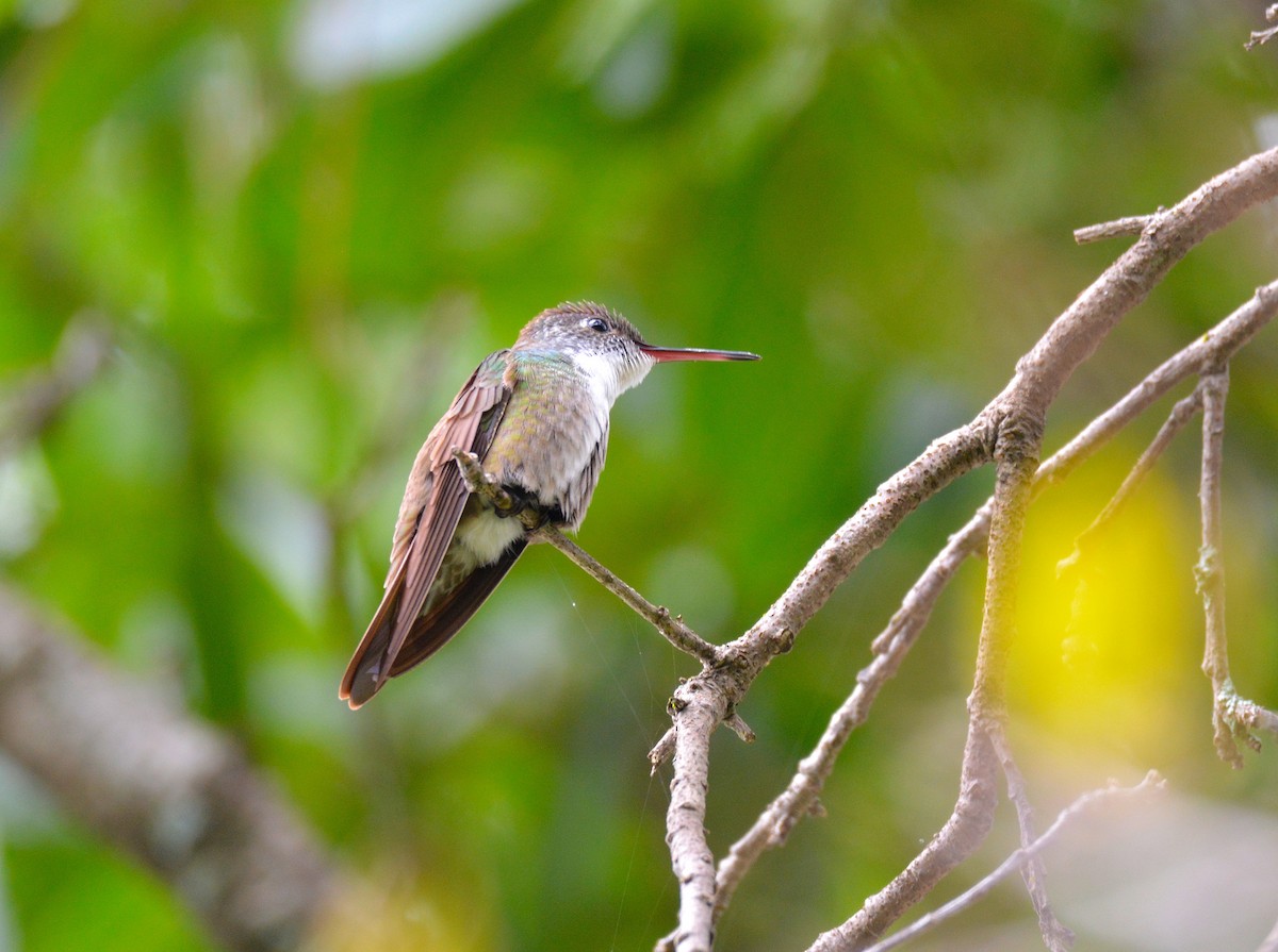 Azure-crowned Hummingbird - ML73013211