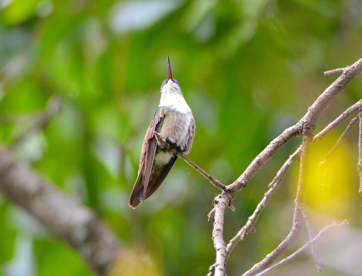 Azure-crowned Hummingbird - Carlos Quezada