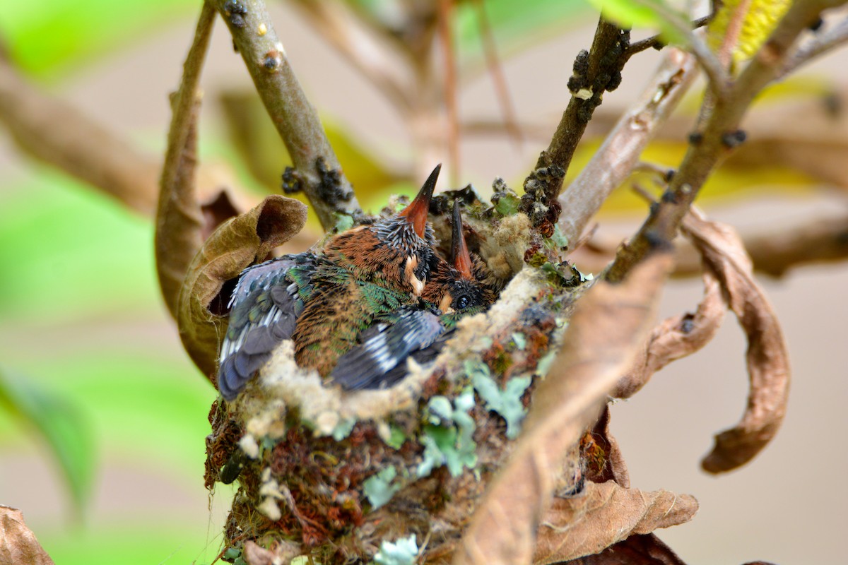 White-eared Hummingbird - ML73013331