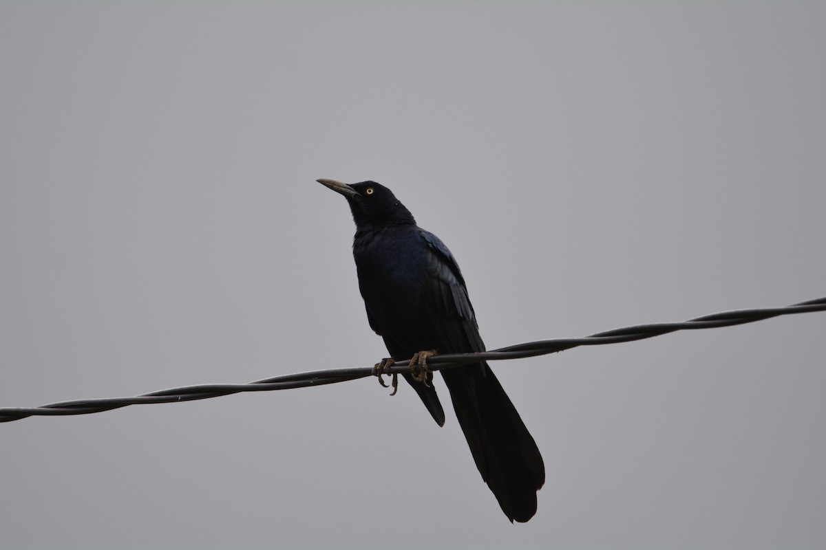 Great-tailed Grackle - ML73013381