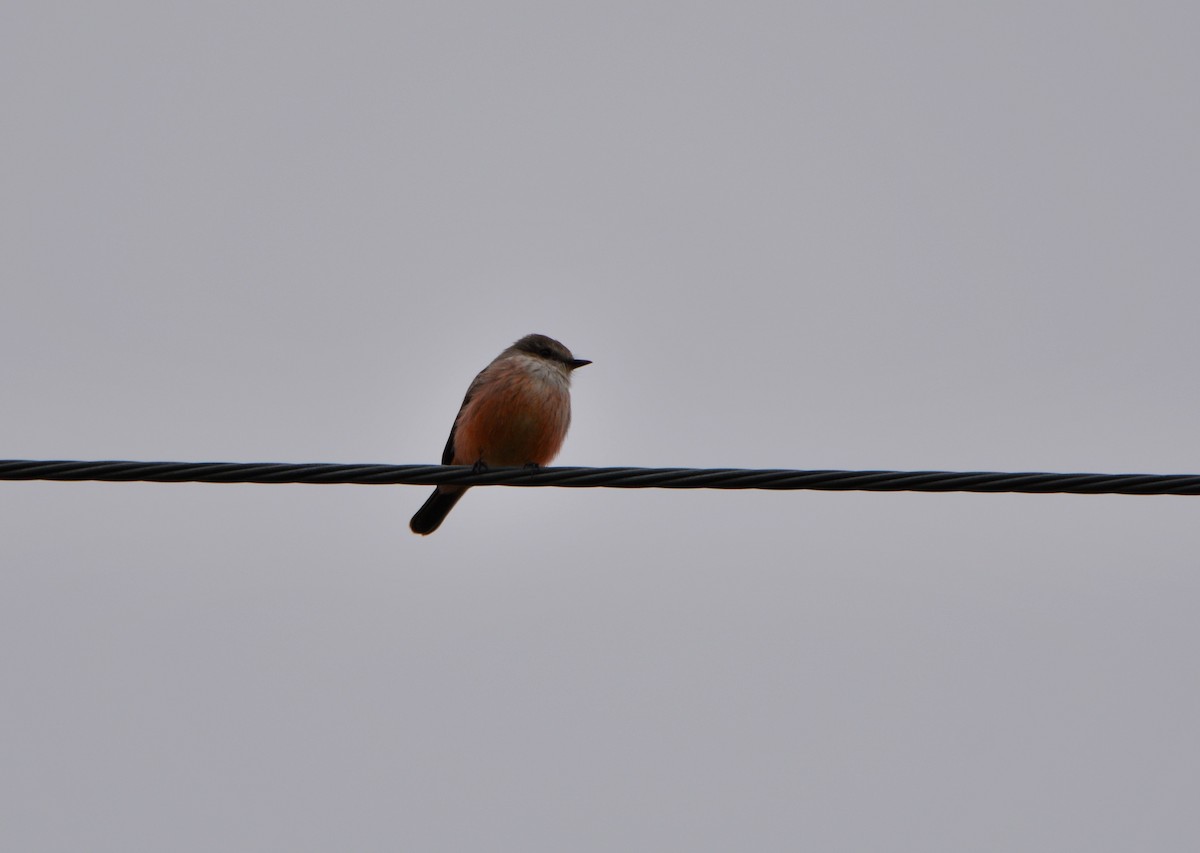 Vermilion Flycatcher - Carlos Quezada