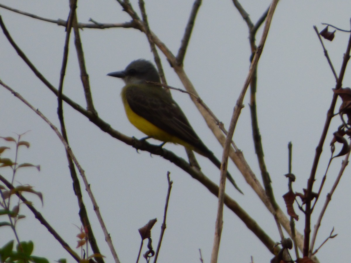 Tropical Kingbird - Silvia Enggist