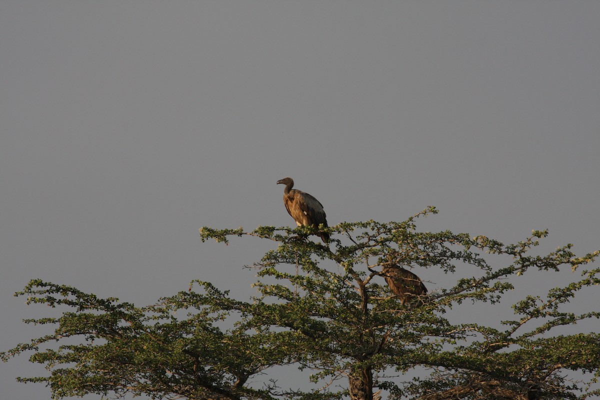 White-backed Vulture - ML73014061