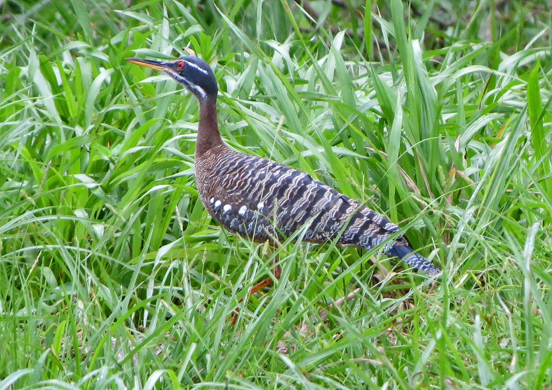 Sunbittern - ML73014071