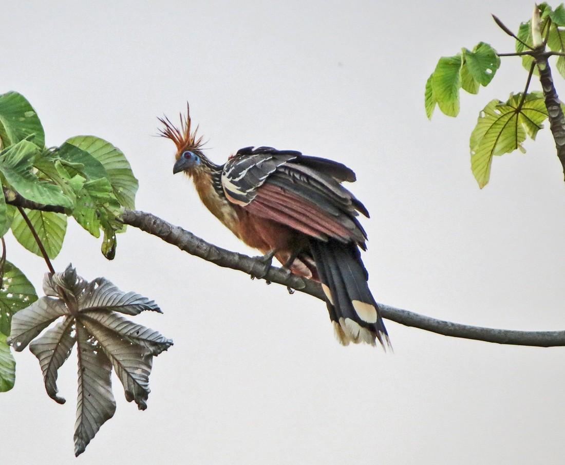 Hoatzin - ML73014201