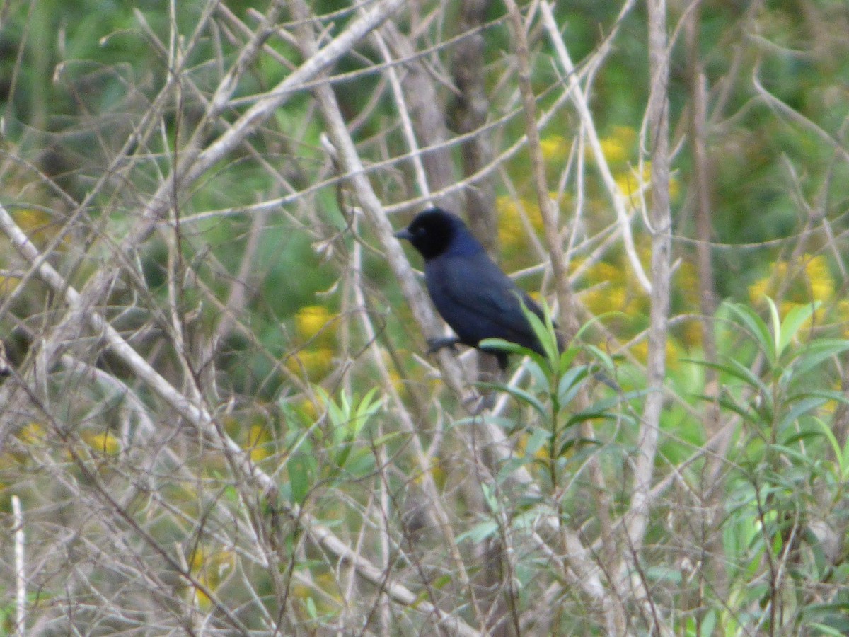 Ruby-crowned Tanager - ML73014331