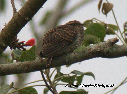 Brush Cuckoo (Sunda) - Pete Morris
