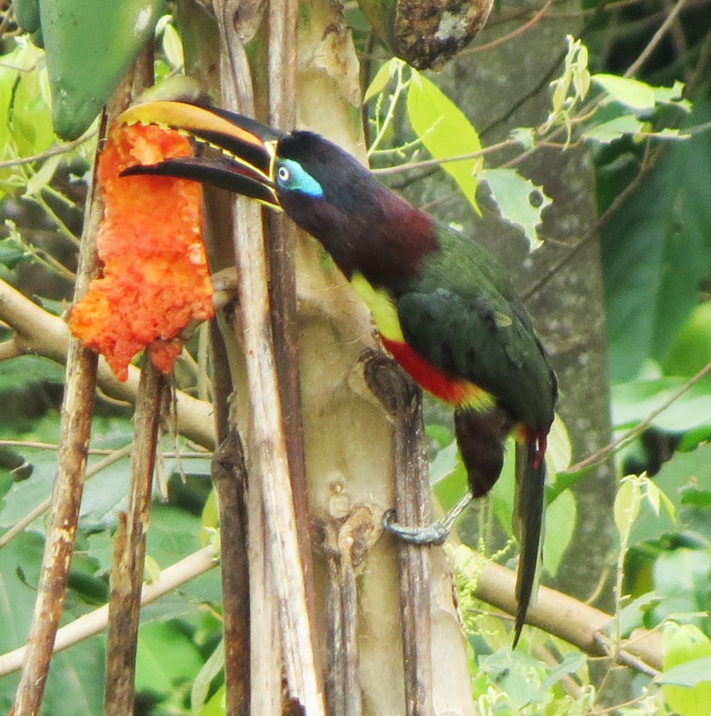 Chestnut-eared Aracari - ML73015071