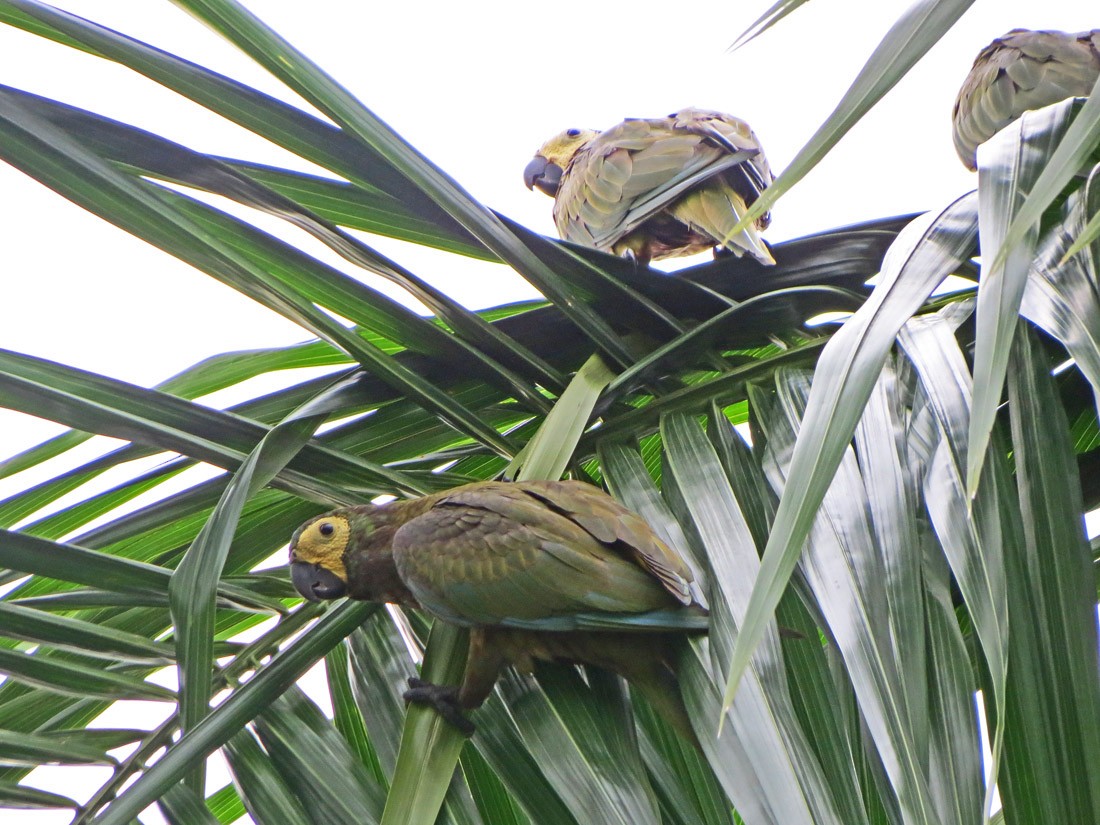 Chestnut-fronted Macaw - ML73015141