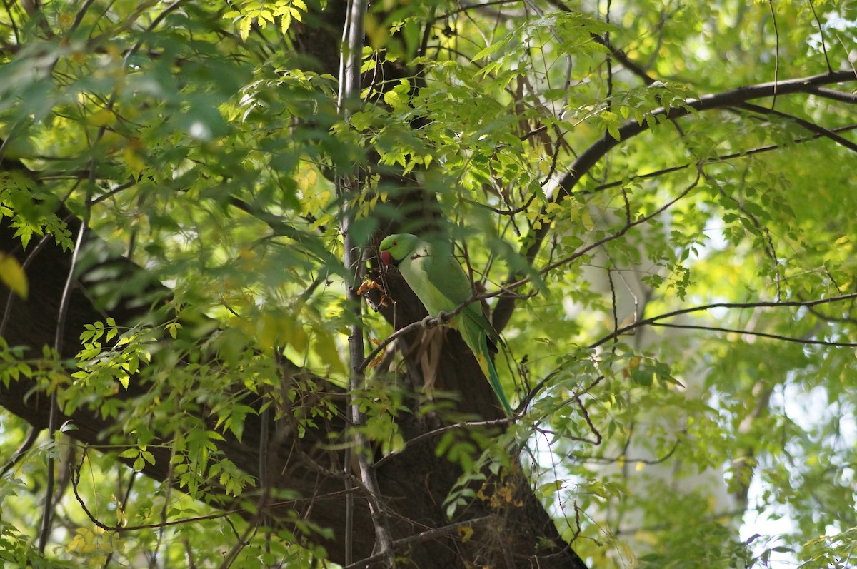 Rose-ringed Parakeet - Saravanan  Shunmugam