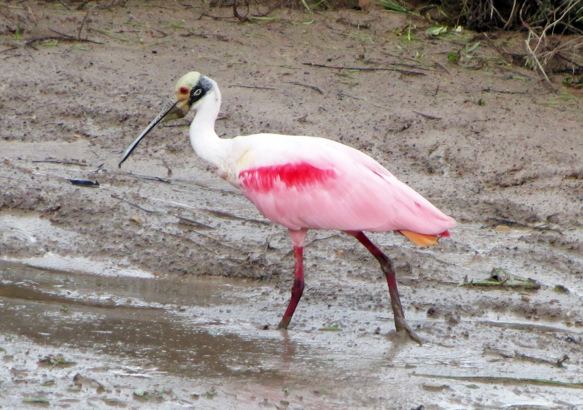 Roseate Spoonbill - ML73015481