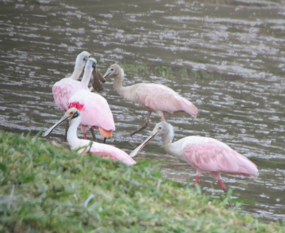 Roseate Spoonbill - ML73015501