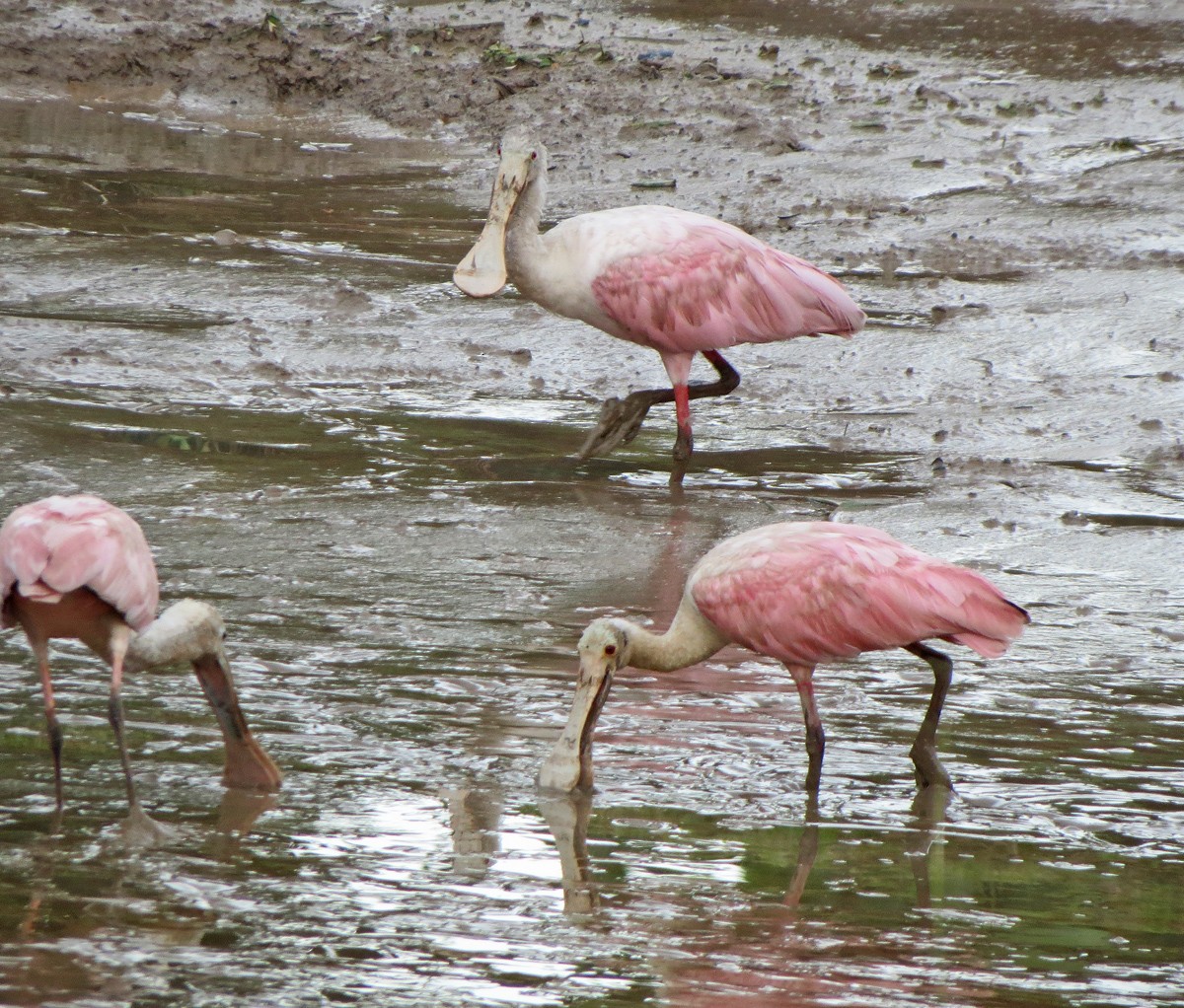 Roseate Spoonbill - ML73015551