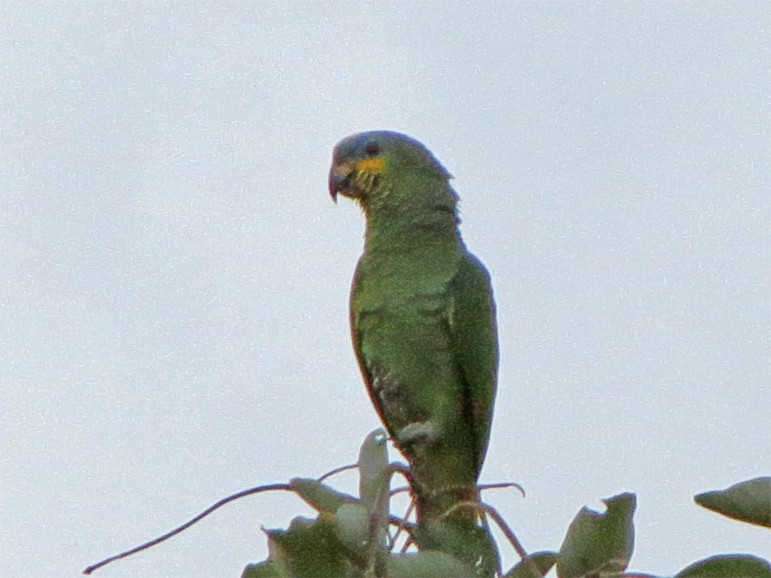 Orange-winged Parrot - Gregory Nielsen