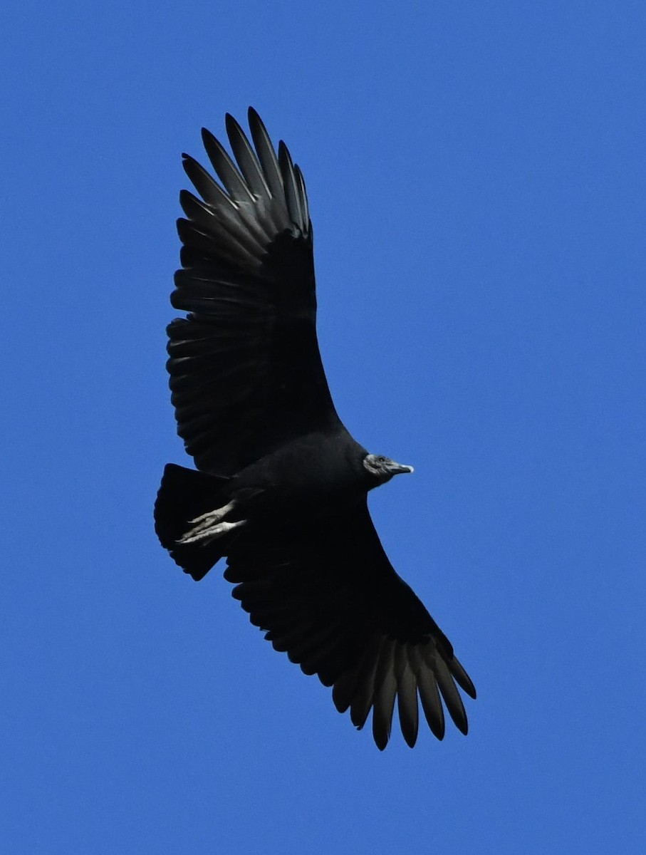 Black Vulture - ML73016271