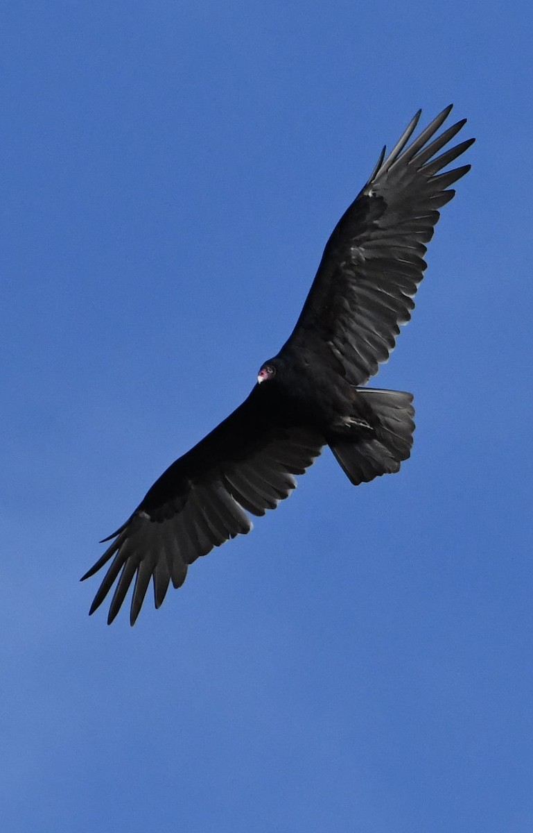 Turkey Vulture - ML73016341
