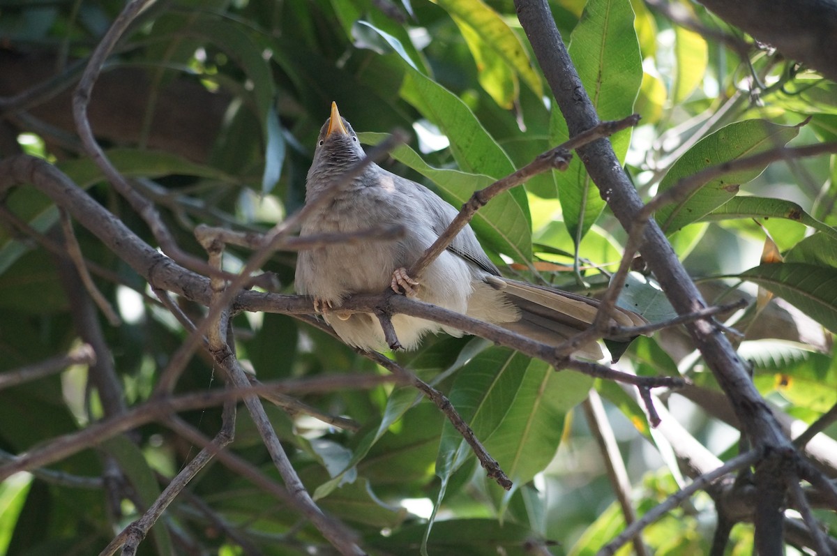 Jungle Babbler - ML73016691