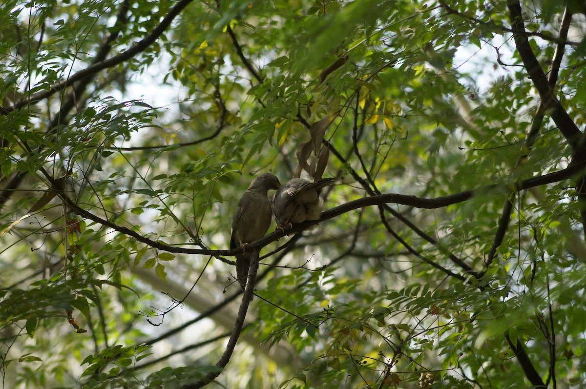 Jungle Babbler - ML73017271