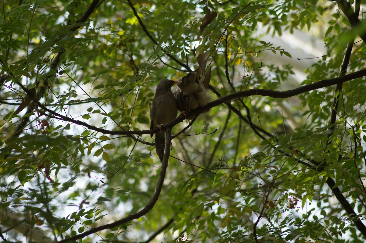 Jungle Babbler - ML73017321