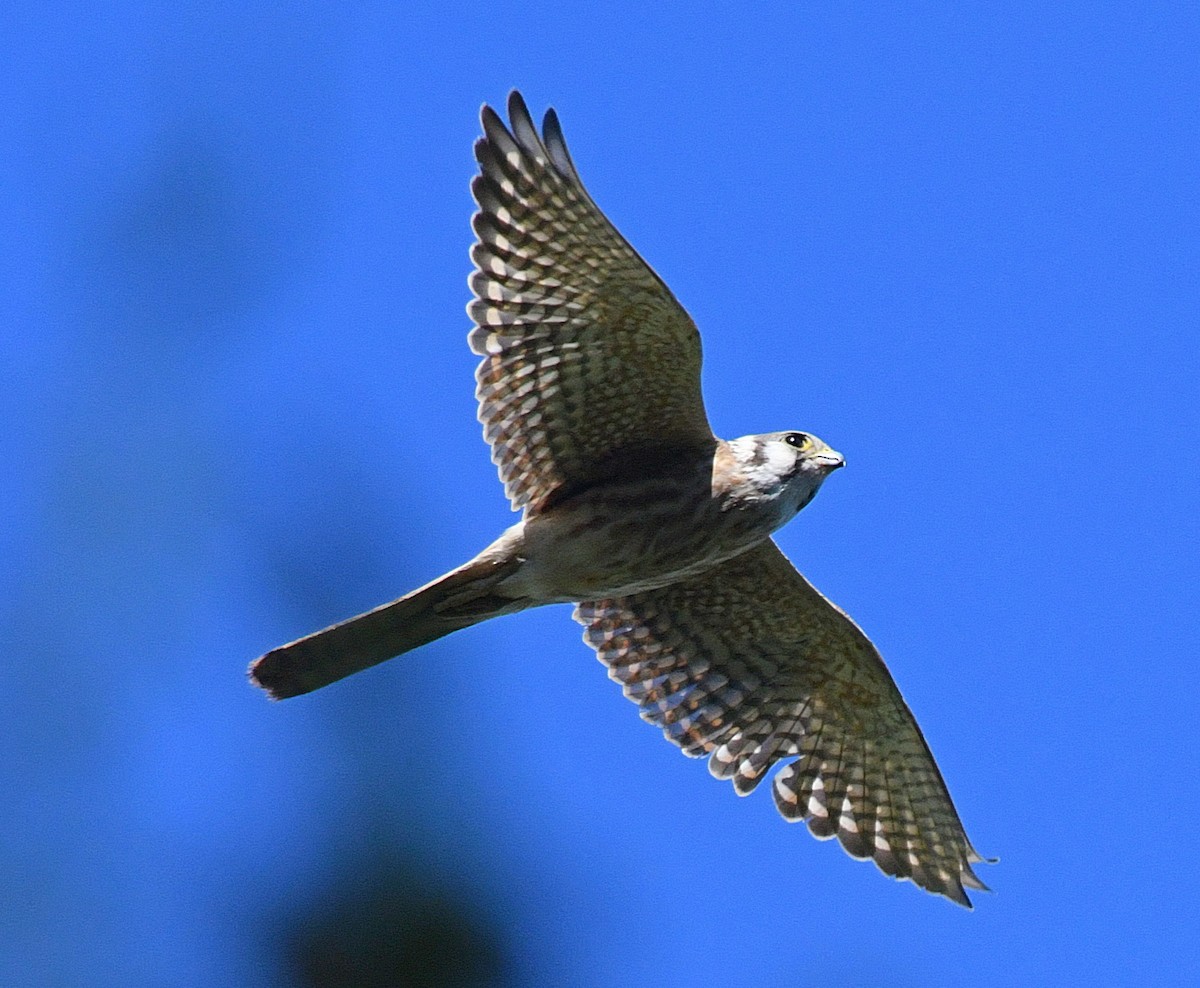 American Kestrel - ML73017651