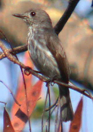 Sulawesi Brown Flycatcher - ML730177