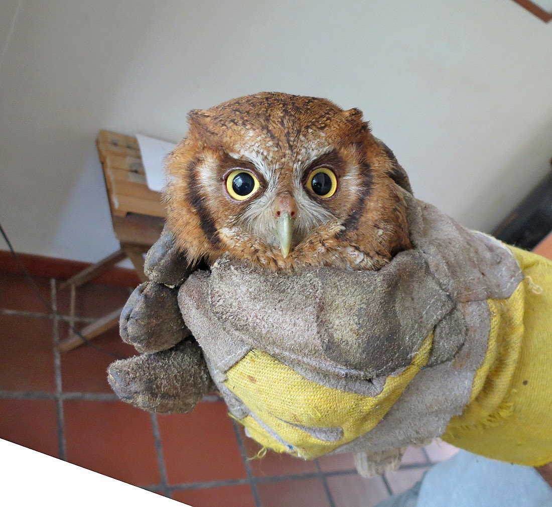 Tropical Screech-Owl - ML73017921