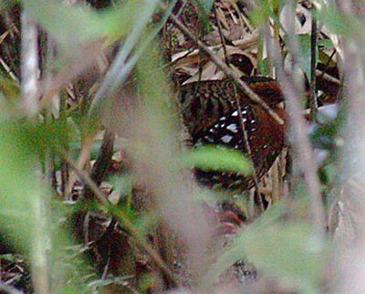 Камбоджийская лесная куропатка - ML730180