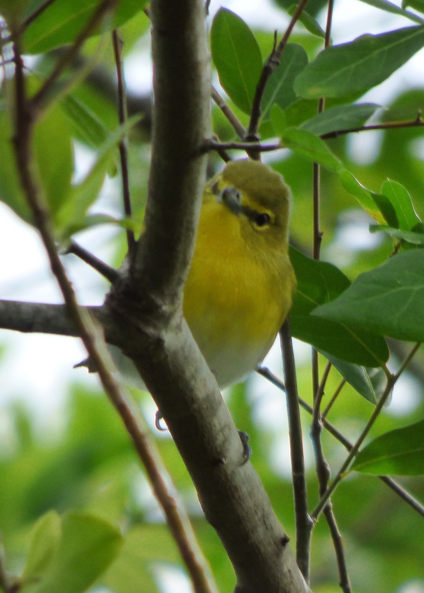 Yellow-throated Vireo - ML73019601